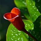 Luscious Calla Red Lily Emotion Clumps Of Upright Spotted Foliage 14/16 Cm Bulbs Indoor Outdoor Gard