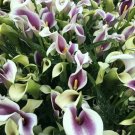 Lily Soft Violet Picasso Mint Cala Green Impressive Purple Flowers 14/16 Cm Bulb Indoor Outdoor Gard Lily Soft Violet Picasso Mint Cala Green Impressive Purple Flowers 14/16 Cm Bulb Indoor Outdoor Gard