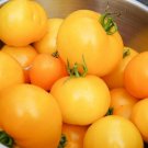 Tomato Pole Jubile Bright And Golden With Firm Solid Texture And Fruits 30 Seeds Indoor Outdoor Gard