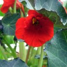 Nasturtiums Crumbles Pungency Wonderful Kent Cherry Color 30 Seeds Indoor Outdoor Garden