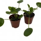 Peperomiodes Chinese Pilea Lefse Money Live 2 Plants In 2" Pots Indoor Outdoor Garden
