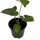 Trending Thaumatophyllum Sheffelera Spruceanum Goeldii Live Plant 4" Pot Indoor Outdoor Garden