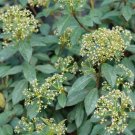 Shrub Hybrid Yang Davidiis Viburnums Propinquum Compact Live Plant 4" Pot Indoor Outdoor Garden