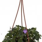 Streptocarpella Boysenberry Capes Primrose In Out Live Plant 6" Hanging Basket Indoor Outdoor Garden