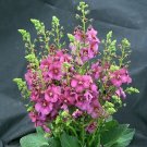 Phoeniceums Ornamental Verbascums Rosettas Live Plant Quart Pot Indoor Outdoor Garden