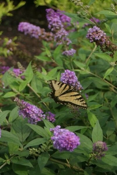 Buddleia Lo Behold Chip Jr Butterfly S In Out Live Plant 4" Pot Indoor Outdoor Garden