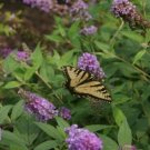 Buddleia Lo Behold Chip Jr Butterfly S In Out Live Plant 4" Pot Indoor Outdoor Garden