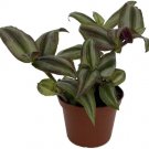 Mist Tradescantias Brights Indirects House Live Plant 2.5" Pot Indoor Outdoor Garden
