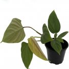 Petiole Rare Fuzzy Collector'S Series Philodendron House Live Plant 6" Pot Indoor Outdoor Garden Petiole Rare Fuzzy Collector'S Series Philodendron House Live Plant 6" Pot Indoor Outdoor Garden