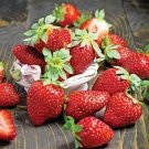 Berries Strawberrys Chandlers Early Season Red Sweets Large 10 Bare Roots Indoor Outdoor Garden