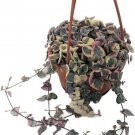 Woodii Moon Pearl Ceropegia Rosarys Vine String Of Hearts 4" Mini Hanging Basket Indoor Outdoor Gard