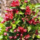 Weigela Red Sonic Bloom Lipstick Live Plant 4" Pot Indoor Outdoor Garden Weigela Red Sonic Bloom Lipstick Live Plant 4" Pot Indoor Outdoor Garden