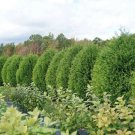 Thuja Drops Cheers S Appealing Arborvitaes Live Plant 4" Pot Indoor Outdoor Garden