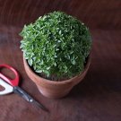 Basil Piccolino Smallest World'S Excellent Or Out 20 Seeds Indoor Outdoor Garden