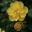 Rebloomer Lemon Oso Zest Rose S Live Plant 4" Pot Indoor Outdoor Garden