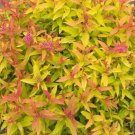 Spiraea Play Colorful Double Gold S In Live Plant 4" Pot Indoor Outdoor Garden