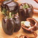 Pepper Beauty Sweets Chocolate Hollows Rounded Square Shape Four Lobes 15 Seeds Indoor Outdoor Garde