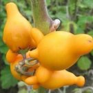 Veggie Nipple Titty Fruit Apples Of Sodoms Cow'S Udder Soresumba Breast 10 Seeds Indoor Outdoor Gard