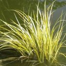 Calamus Acorus Sweetflag Acorus Grass Likes Rhizomes Formings 10 Seeds Indoor Outdoor Garden
