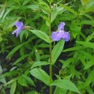 Ringens Flower Resembles Monkey Unusual Shaped Mimulus Stem Four Angled 50 Seeds Indoor Outdoor Gard