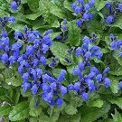 Dracocephalum Dragon Bright Blue Violet Flower Held In Upright Terminal 50 Seeds Indoor Outdoor Gard