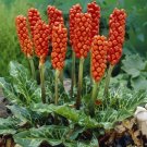 Arum Italicum Enticing Arrow Shaped Lush Foliage With Cream Variegation 10 Seeds Indoor Outdoor Gard