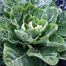 Collards Vate Brassica Oleracea Blue Stem Thick Dark Blue Green Leaves 100 Seeds Indoor Outdoor Gard