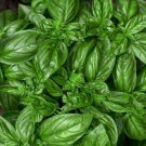 Basil Genovese Marvelous Dark Leaves Wonderful Flavor Ocimum Basilicum 50 Seeds Indoor Outdoor Garde