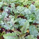 Kale Rainbow Lacinato Curly Leafed Red Varietys Nutritious 50 Seeds Indoor Outdoor Garden