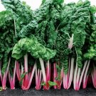 Chard Swiss Peppermint Unique Toned Fuchsia Streaks Clean White Stems 100 Seeds Indoor Outdoor Garde