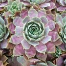 Sempervivum Bloom Hens Chicks Desert Crassulaceae Live Plant Quart Pot Indoor Outdoor Garden