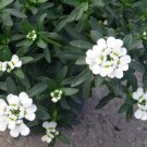 Tiny Leaves Iberis Candytufts World'S Smallest White Live Plant 2.5" Pot Indoor Outdoor Garden Tiny Leaves Iberis Candytufts World'S Smallest White Live Plant 2.5" Pot Indoor Outdoor Garden