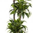 Dracaena Tree Like Dragons Pleomeles Dorado House Live Plant 6" Pot Indoor Outdoor Garden
