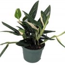 Cobra Philodendron Rare Strong Green Leaves House Live Plant 6" Pot Indoor Outdoor Garden Cobra Philodendron Rare Strong Green Leaves House Live Plant 6" Pot Indoor Outdoor Garden
