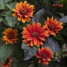 Heliopsis Fire Red Blooms Hearts Bleeding Live Plant Gallon Pot Indoor Outdoor Garden