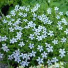Pedunculata Star Pratia Baby Blue Carpets Live Plant 2.5" Pot Indoor Outdoor Garden
