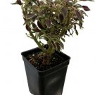 Coleus Autumn Mini Rare Tree Leaves House Live Plant 2.5" Pot Indoor Outdoor Garden Coleus Autumn Mini Rare Tree Leaves House Live Plant 2.5" Pot Indoor Outdoor Garden