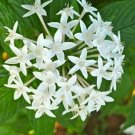 Pentas Lanceolata Egyptian Or White Star Pure In Out 10 Seeds Indoor Outdoor Garden