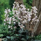 Penstemon Beardtongue Red Husker White Flowered Red Foliaged 40 Seeds Indoor Outdoor Garden Penstemon Beardtongue Red Husker White Flowered Red Foliaged 40 Seeds Indoor Outdoor Garden