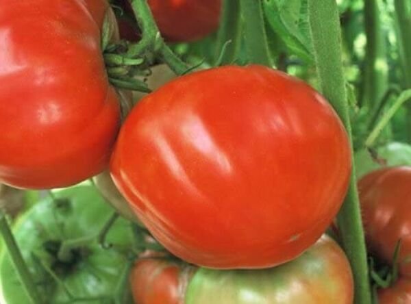 Tomato Teams Mule Sweets Mildly Rich In Vitamins And Antioxidants Green 20 Seeds Indoor Outdoor Gard