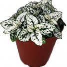 Hypoestes Splash White Polka Colorful Spotted Leaves House Live Plant 35" Pot Indoor Outdoor Garden