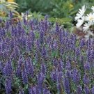 Bloomer Lilac Blue Flower Salvia Hill Long Live Plant Quart Pot Indoor Outdoor Garden