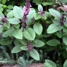 Basil Mild Sweet Flavor Herb Corsican Green Purple Leaves 200 Seeds Indoor Outdoor Garden