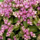 Listoniae Obtusifolium Sedum Pink Star Shaped Flowers Oval Green Foliage 50 Seed Indoor Outdoor Gard