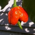 Pepper Butch Scorpion Chile Outrageously Hot From Green To Orange To Red 10 Seed Indoor Outdoor Gard