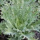 Kale Russian Flattened And Dissected Leaves With White Stems And Veins 30 Seeds Indoor Outdoor Garde Kale Russian Flattened And Dissected Leaves With White Stems And Veins 30 Seeds Indoor Outdoor Garde