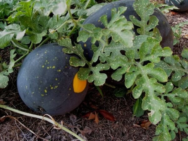 Watermelon Stars Types Moons Seedless Good Flavor Crisp Sweet Red Flesh 5 Seeds Indoor Outdoor Garde
