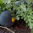 Watermelon Stars Types Moons Seedless Good Flavor Crisp Sweet Red Flesh 5 Seeds Indoor Outdoor Garde