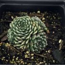 Sempervivum Frost Hens Chicks Forest In Out Live Plant Quart Pot Indoor Outdoor Garden