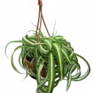 Spider Curly Bonnie Clean Air Live Plant 4" Mini Hanging Basket Indoor Outdoor Garden